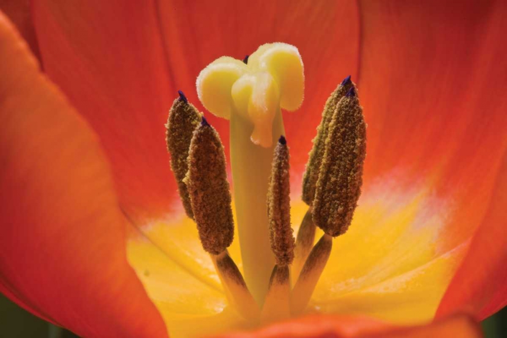 Tulip Up Close I art print by Lee Peterson for $57.95 CAD