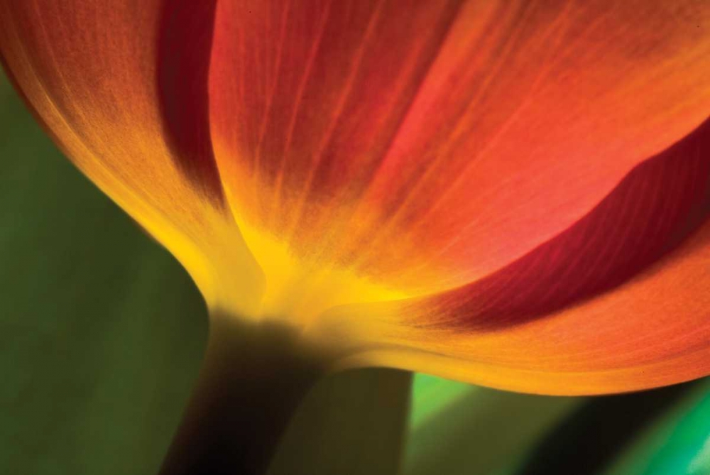 Tulip Up Close II art print by Lee Peterson for $57.95 CAD