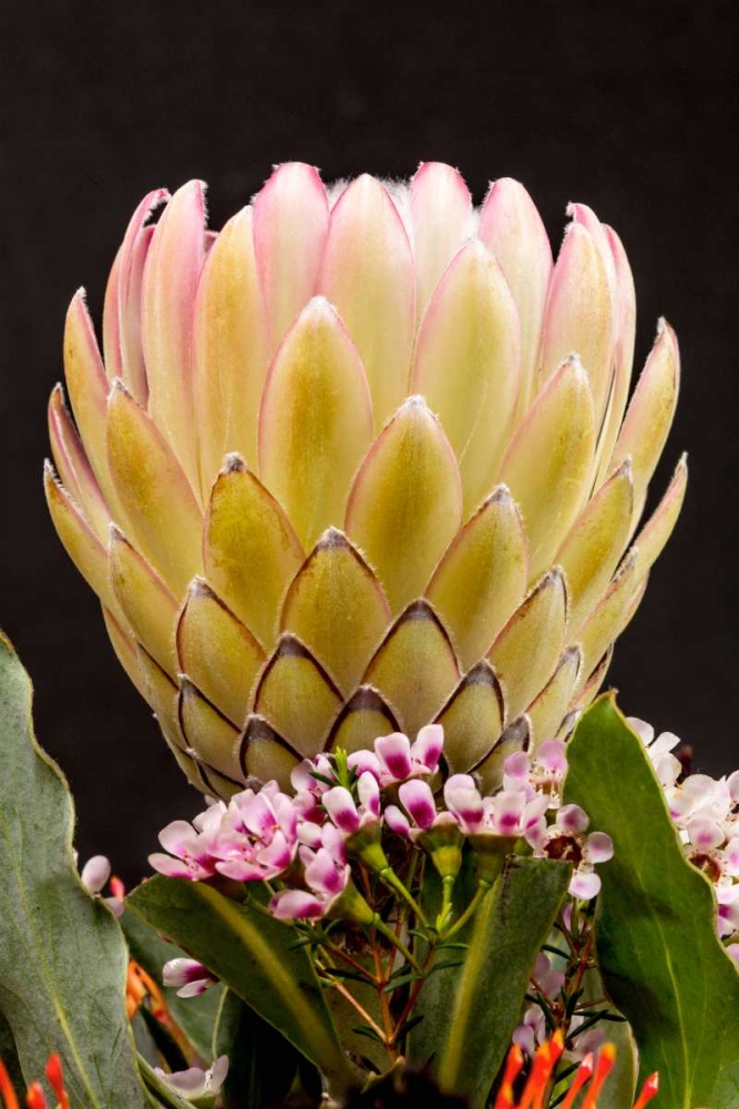 Protea Artistata art print by Lee Peterson for $57.95 CAD
