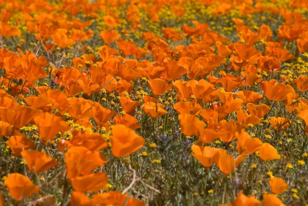 California Poppies I art print by Lee Peterson for $57.95 CAD