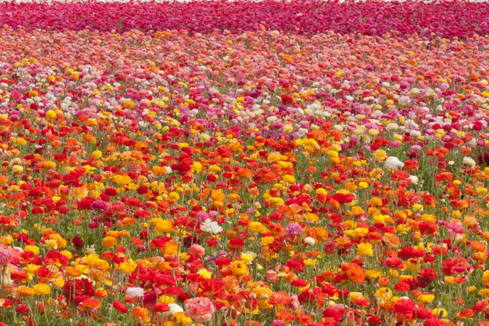 Ranunculus Field art print by Lee Peterson for $57.95 CAD
