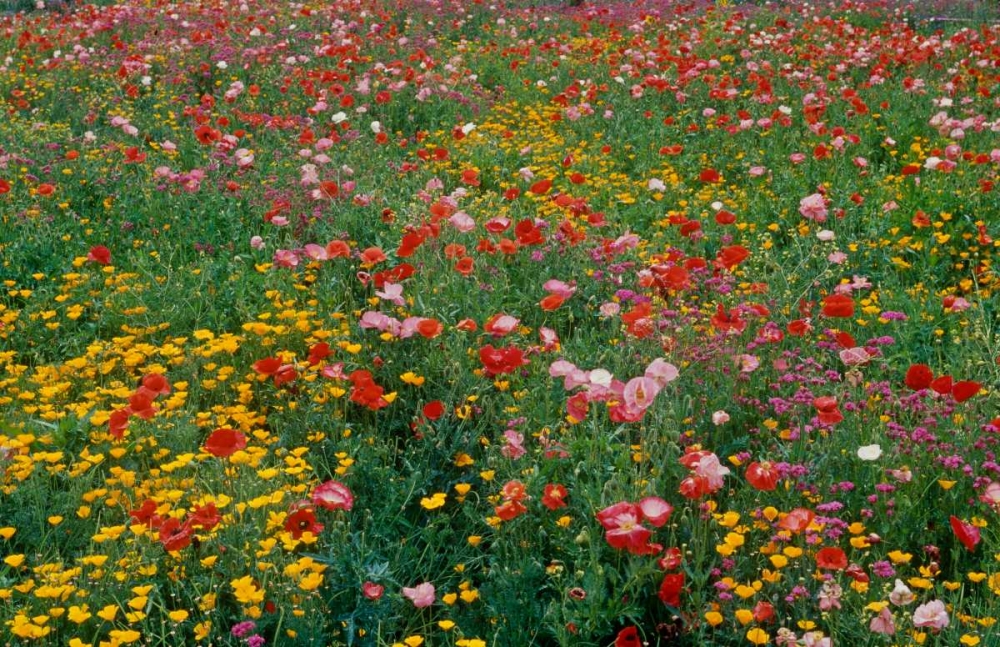 Wildflower Field art print by Lee Peterson for $57.95 CAD