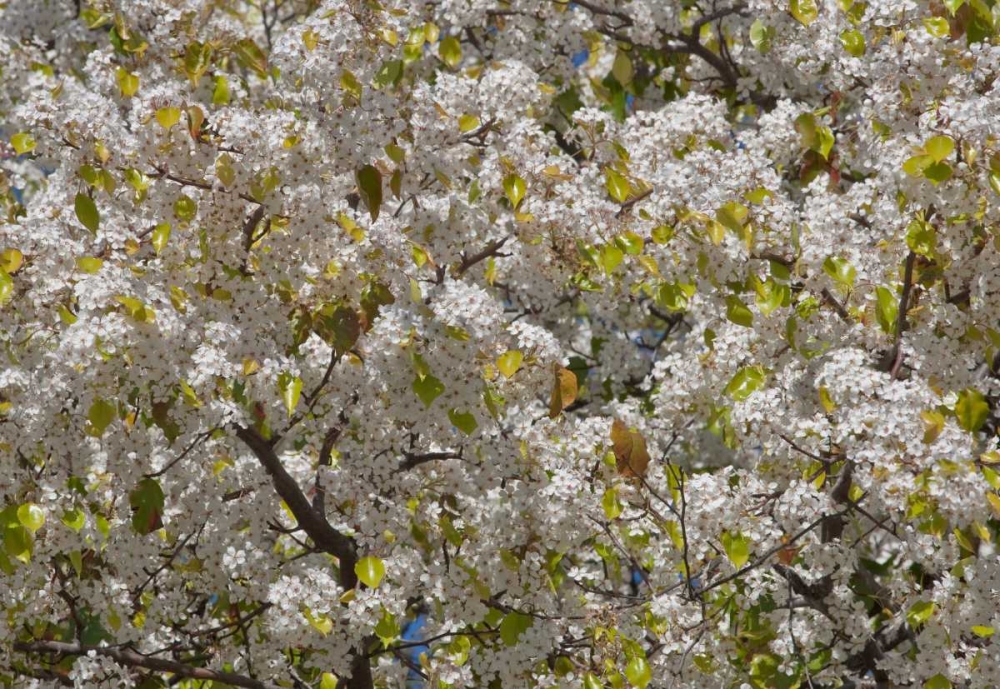 Tree Blossoms I art print by Lee Peterson for $57.95 CAD