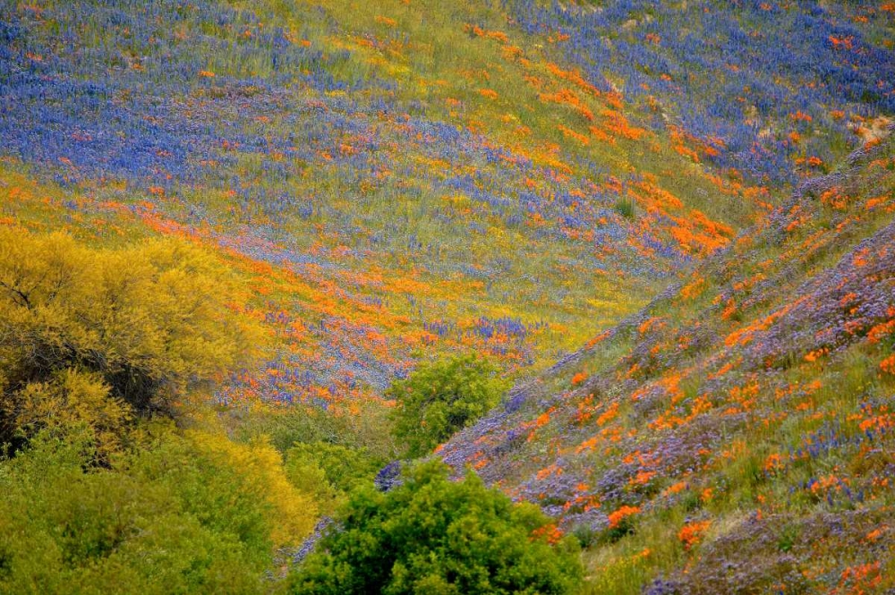 Wildflower Hills II art print by Lee Peterson for $57.95 CAD