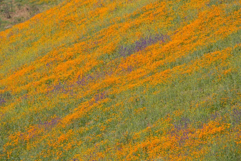 Wildflower Hills IV art print by Lee Peterson for $57.95 CAD