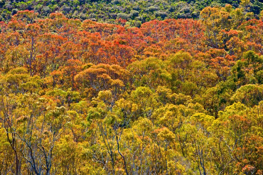 Colorful Trees art print by Lee Peterson for $57.95 CAD