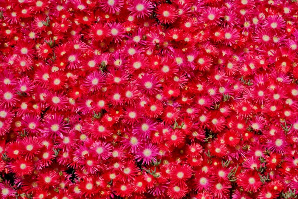 Red Ice Flowers art print by Lee Peterson for $57.95 CAD