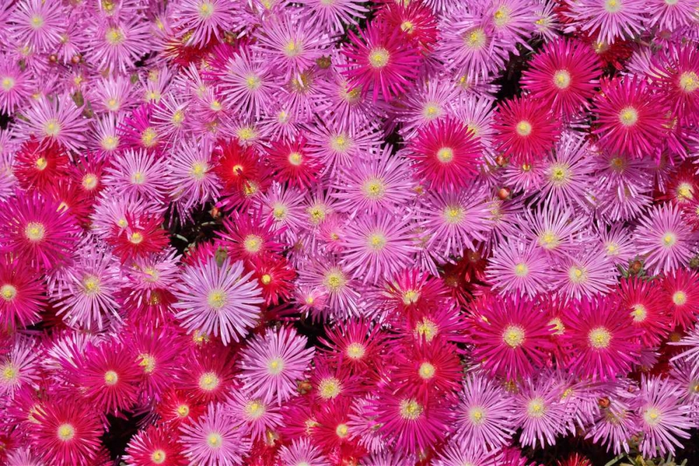 Pink Ice Flowers art print by Lee Peterson for $57.95 CAD