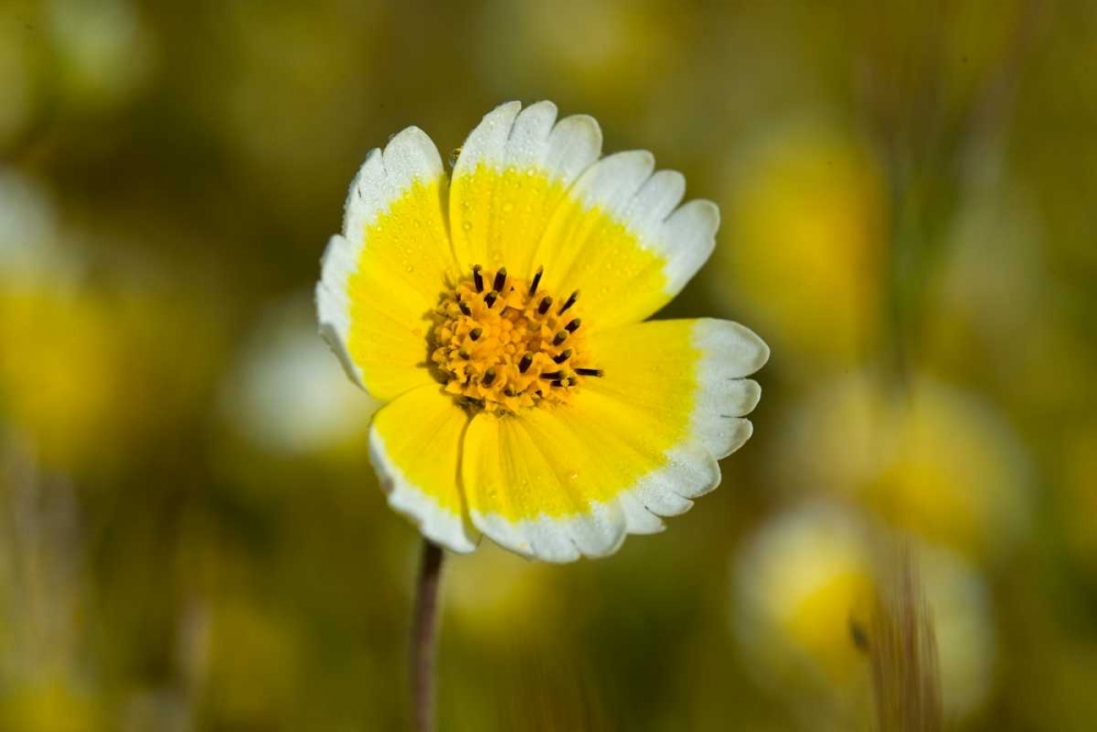 Yellow and White II art print by Lee Peterson for $57.95 CAD