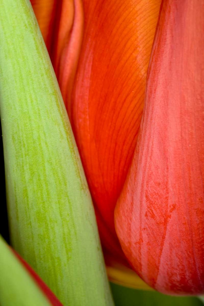 Tulip Detail I art print by Lee Peterson for $57.95 CAD