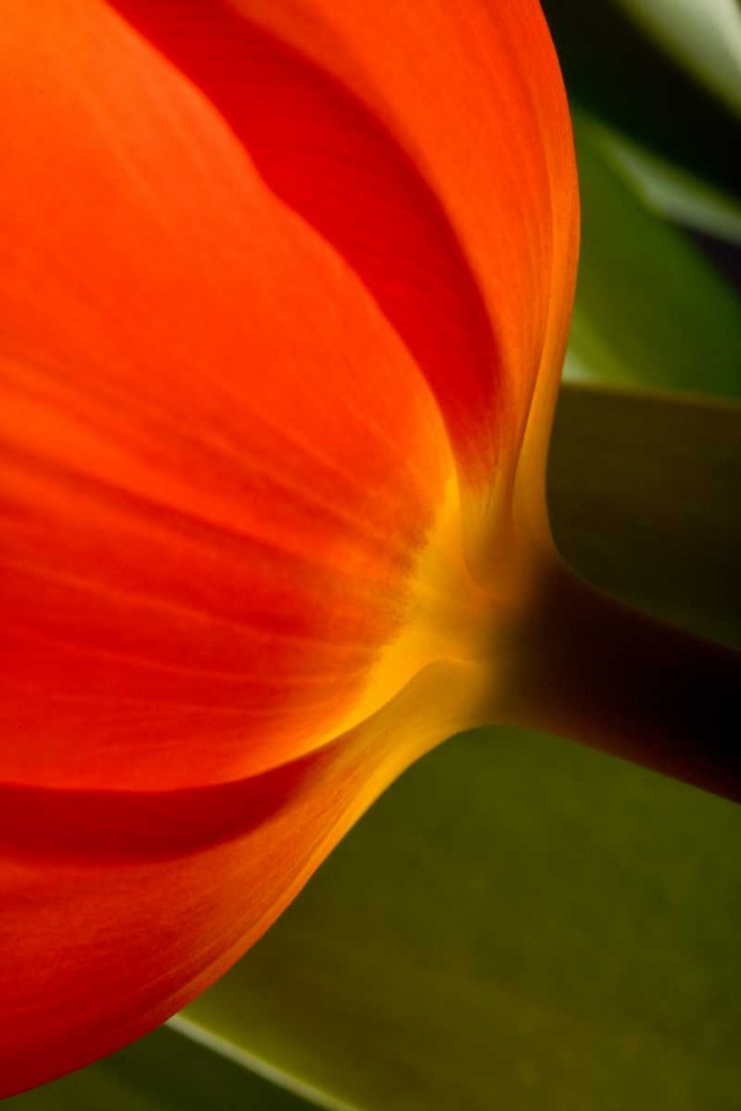 Tulip Detail II art print by Lee Peterson for $57.95 CAD