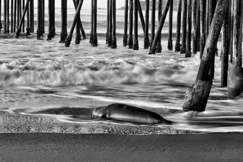 San Simeon Pier BW art print by Lee Peterson for $57.95 CAD