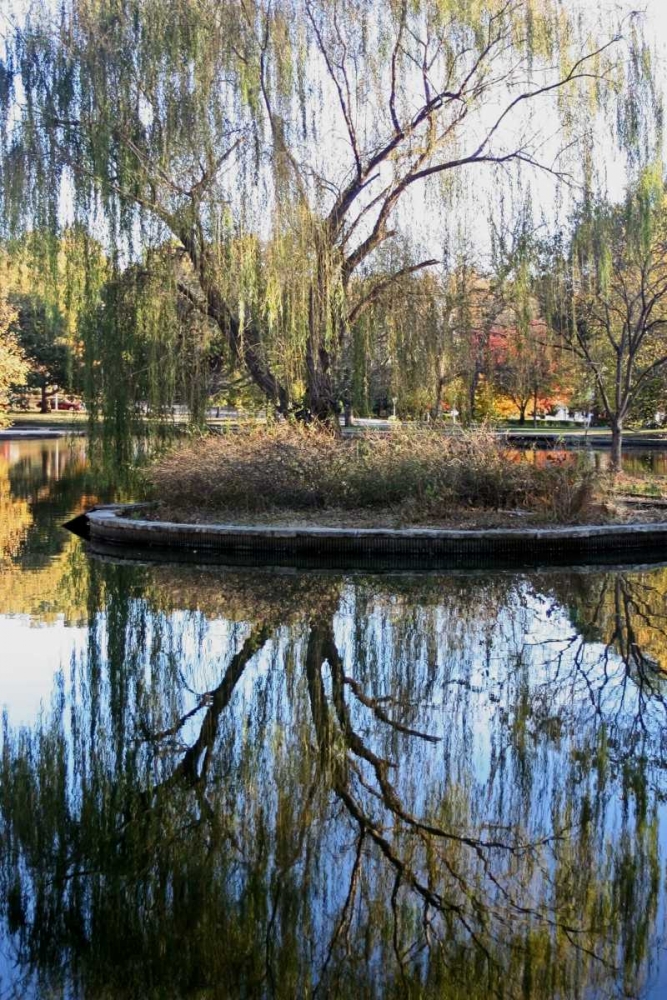 Willow in Fall art print by Tammy Putman for $57.95 CAD