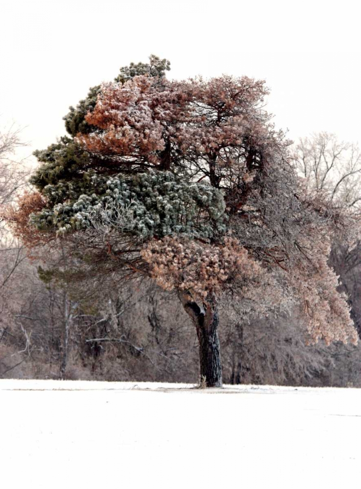 Tree in Snow I art print by Tammy Putman for $57.95 CAD