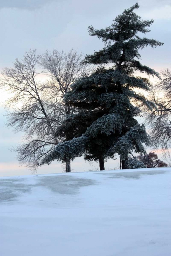 Tree in Snow II art print by Tammy Putman for $57.95 CAD