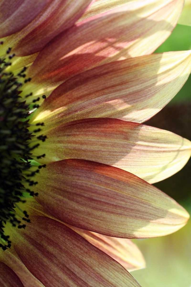 Sunflower IV art print by Tammy Putman for $57.95 CAD