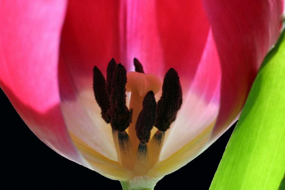 Pink Tulip art print by Tammy Putman for $57.95 CAD