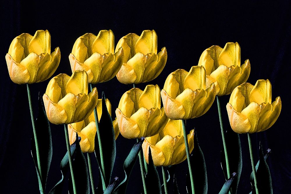 Yellow Tulips art print by Tammy Putman for $57.95 CAD