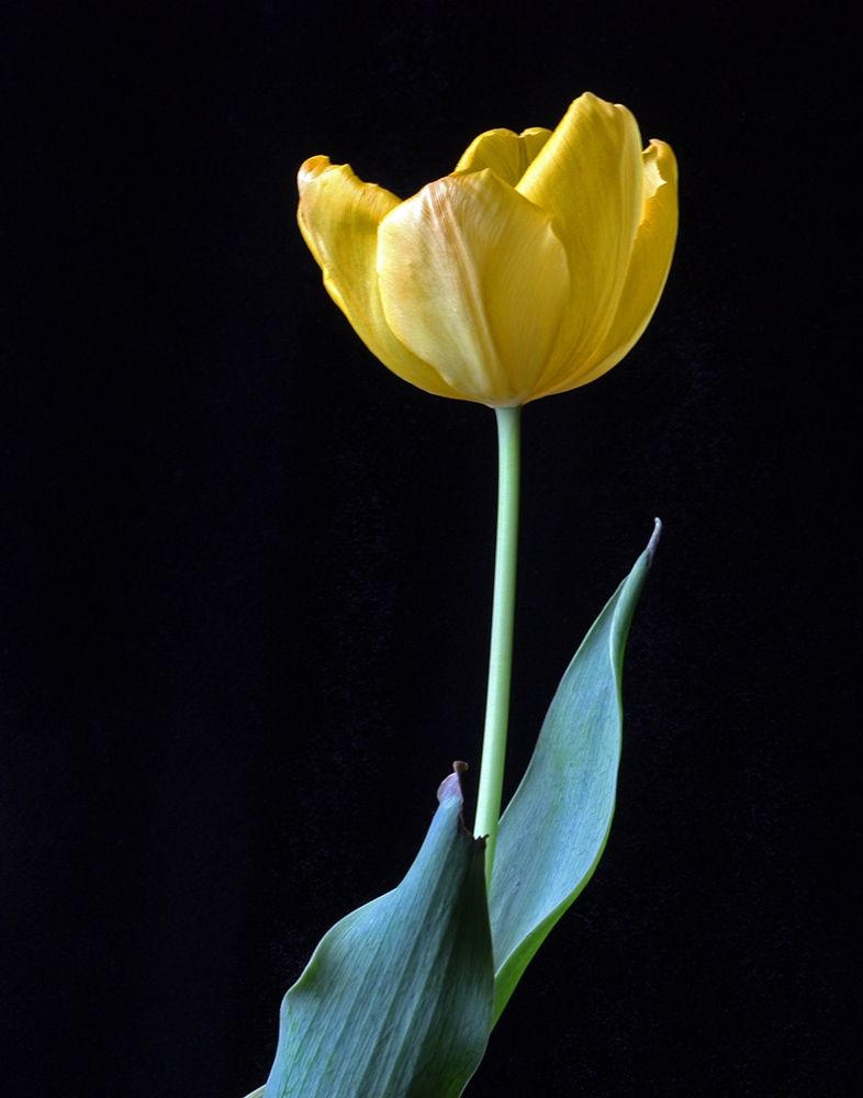 Single Tulip art print by Tammy Putman for $57.95 CAD