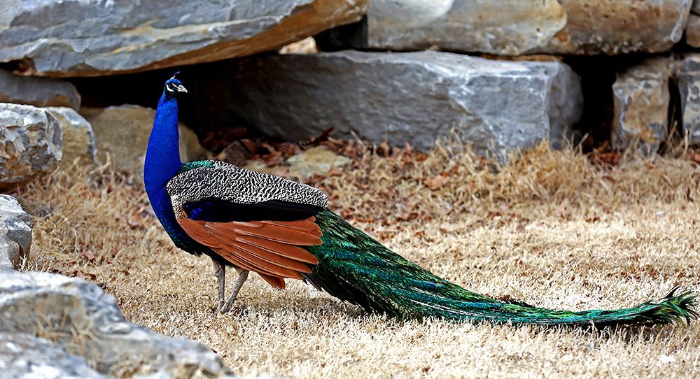 Posing Peacock I art print by Tammy Putman for $57.95 CAD