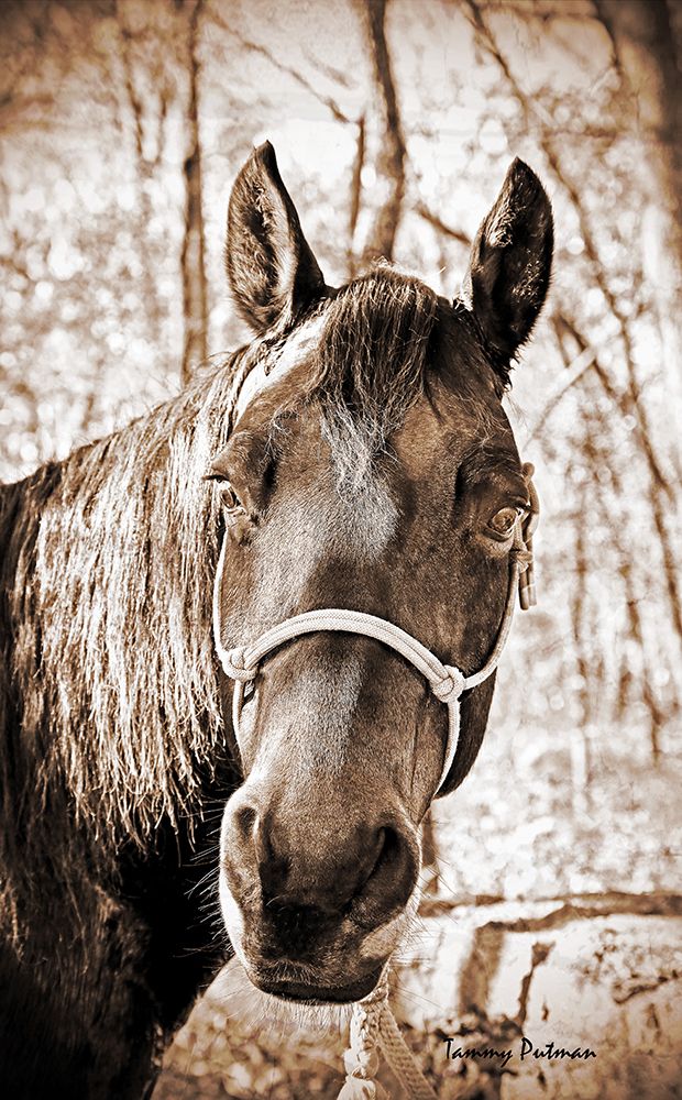 Vintage Horse I art print by Tammy Putman for $57.95 CAD