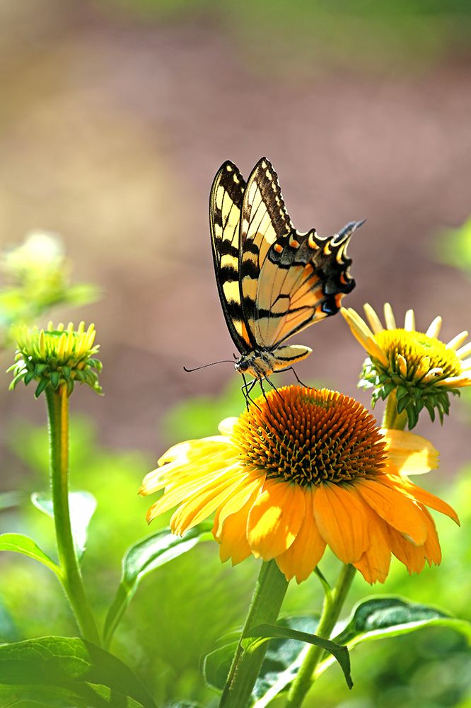 Eastern Tiger Swallowtail Lift art print by Tammy Putman for $57.95 CAD
