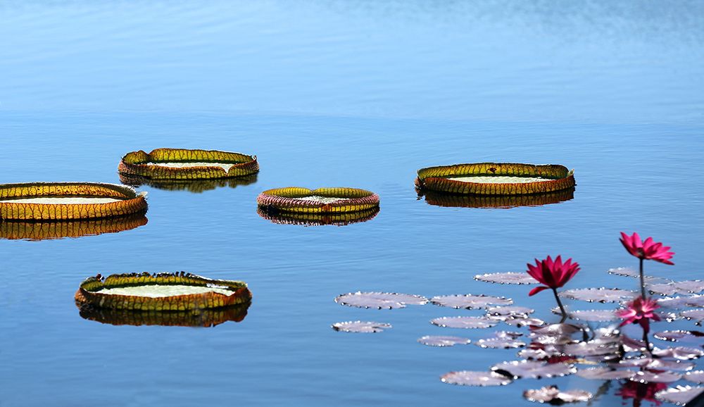 Lily Pads art print by Tammy Putman for $57.95 CAD
