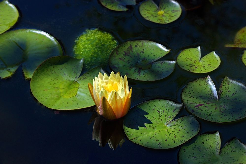 Yellow Water Lily art print by Tammy Putman for $57.95 CAD