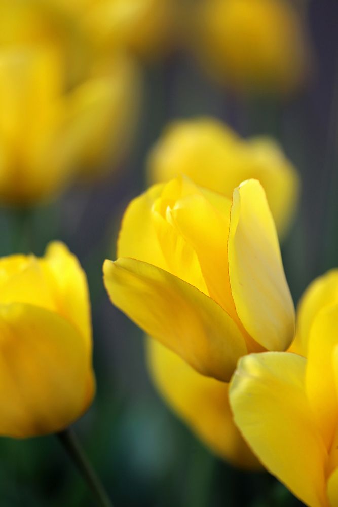 Yellow Tulips art print by Tammy Putman for $57.95 CAD