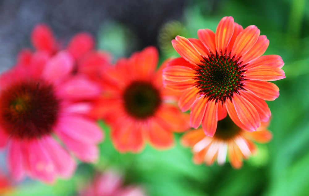 Red Daisies I art print by Tammy Putman for $57.95 CAD