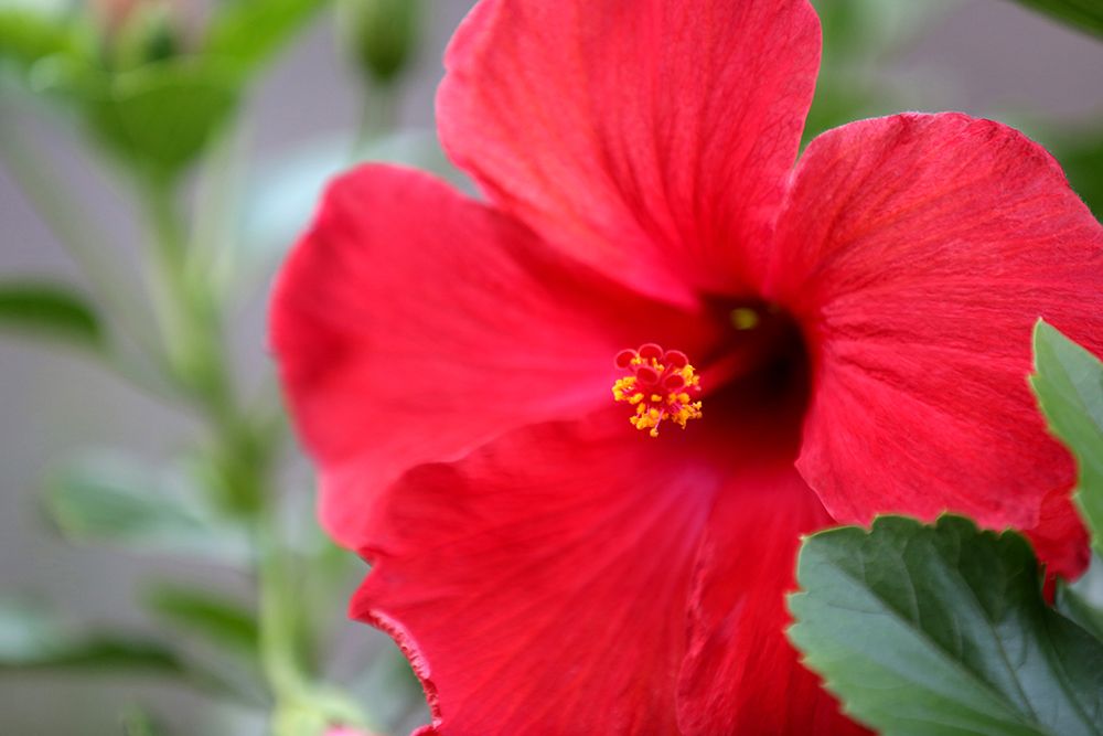 Red Hibiscus art print by Tammy Putman for $57.95 CAD