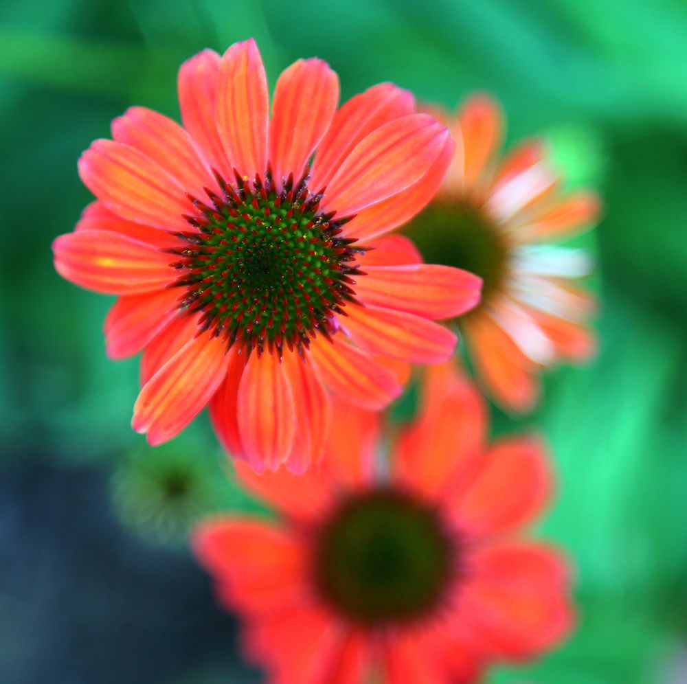 Red Daisies II art print by Tammy Putman for $57.95 CAD