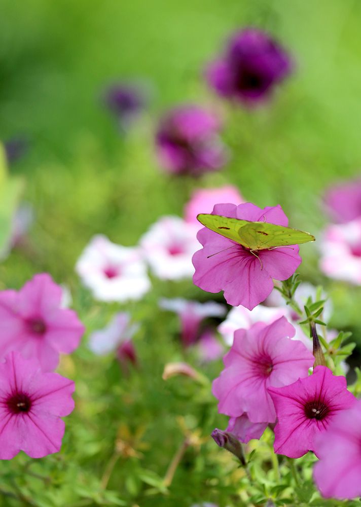 Purple And White Petunias art print by Tammy Putman for $57.95 CAD