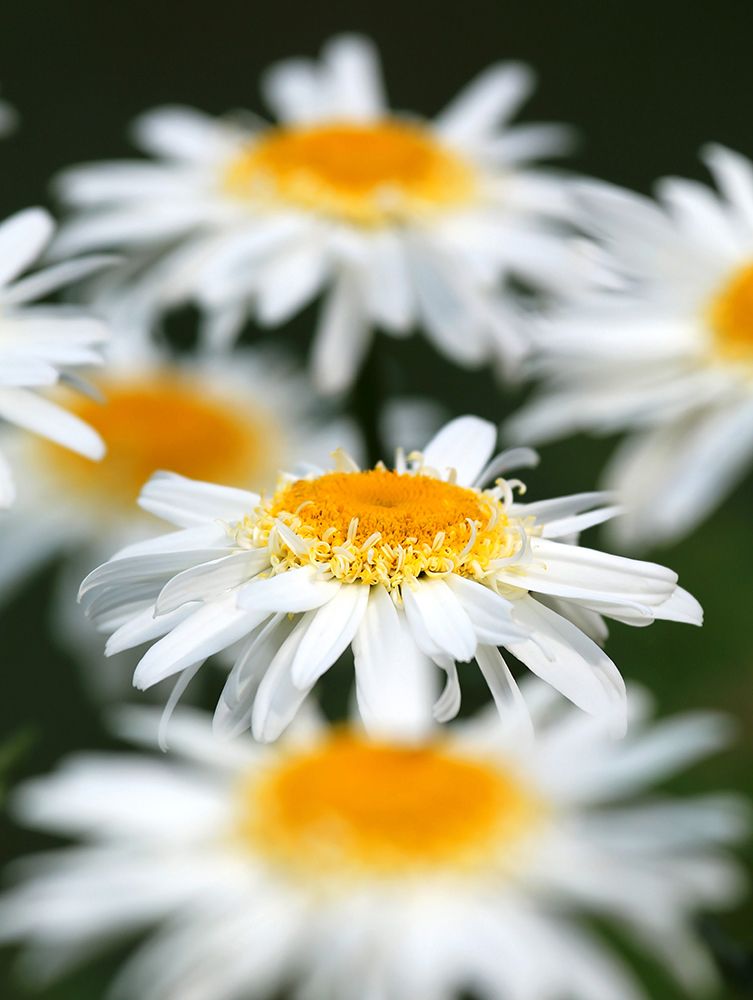 White Daisies art print by Tammy Putman for $57.95 CAD