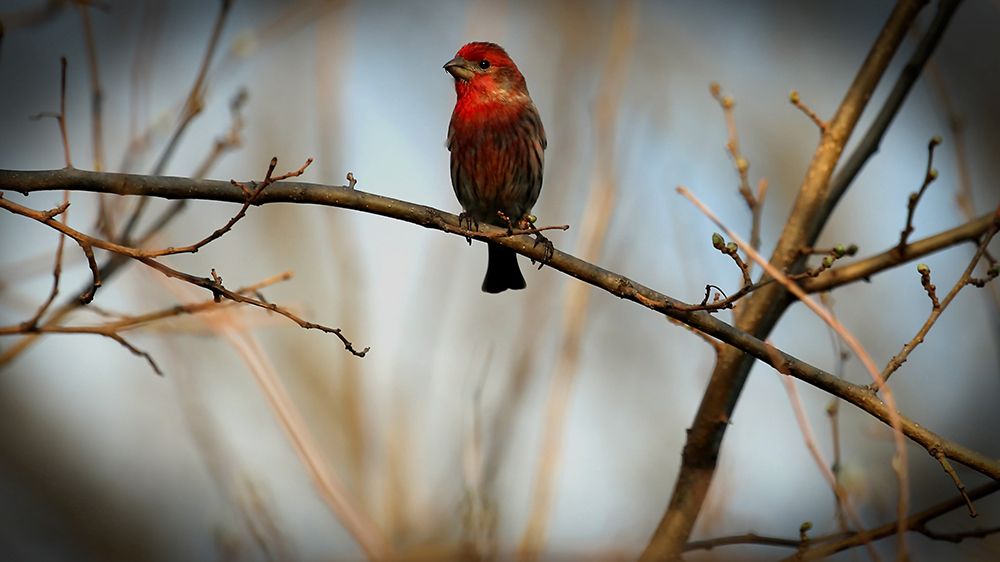House Finch art print by Tammy Putman for $57.95 CAD