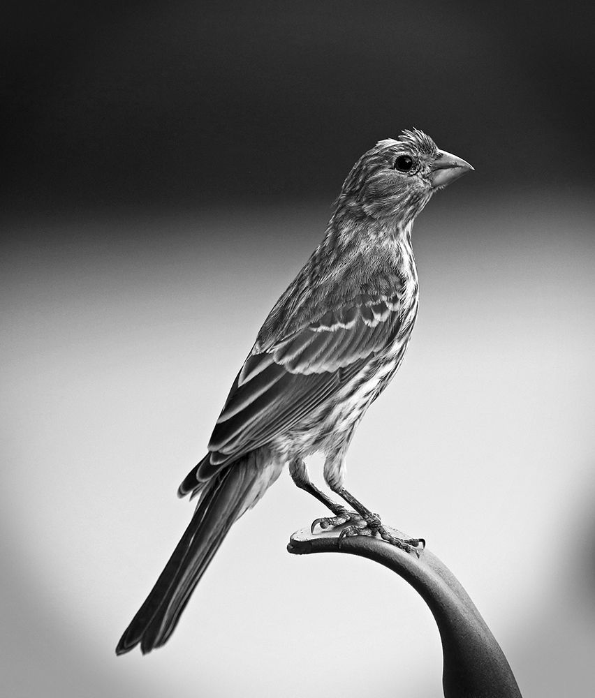 Finch III art print by Tammy Putman for $57.95 CAD