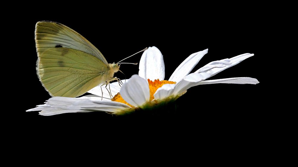 Cabbage White art print by Tammy Putman for $57.95 CAD