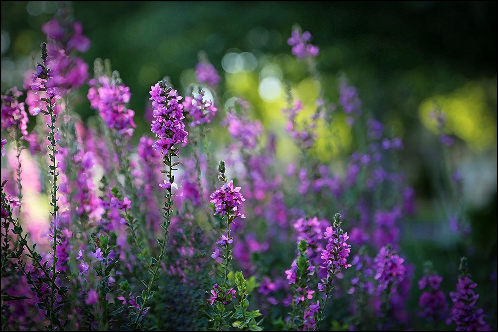 Lavender Blooms I art print by Tammy Putman for $57.95 CAD
