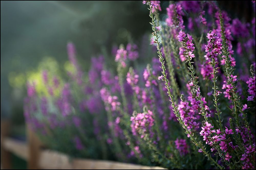 Lavender Blooms II art print by Tammy Putman for $57.95 CAD
