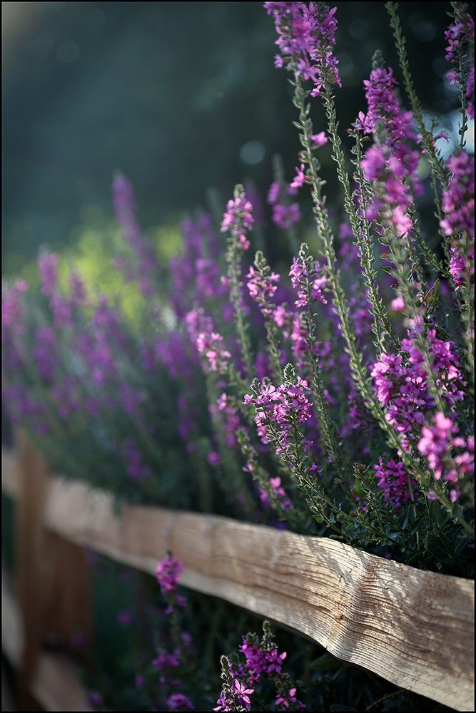 Lavender Blooms III art print by Tammy Putman for $57.95 CAD