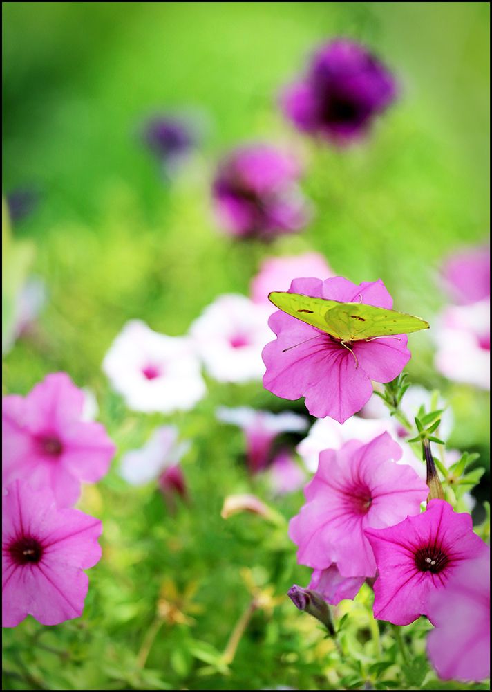 Butterfly And Petunias art print by Tammy Putman for $57.95 CAD