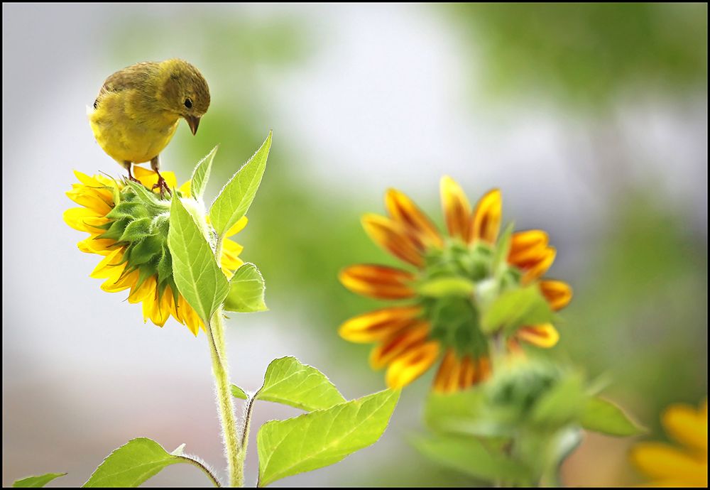 Yellow Throated Vireo And Sunflowers I art print by Tammy Putman for $57.95 CAD