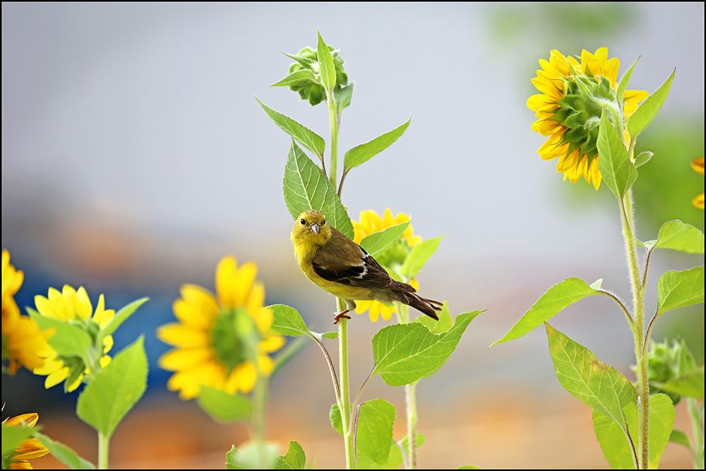 Yellow Throated Vireo And Sunflowers II art print by Tammy Putman for $57.95 CAD