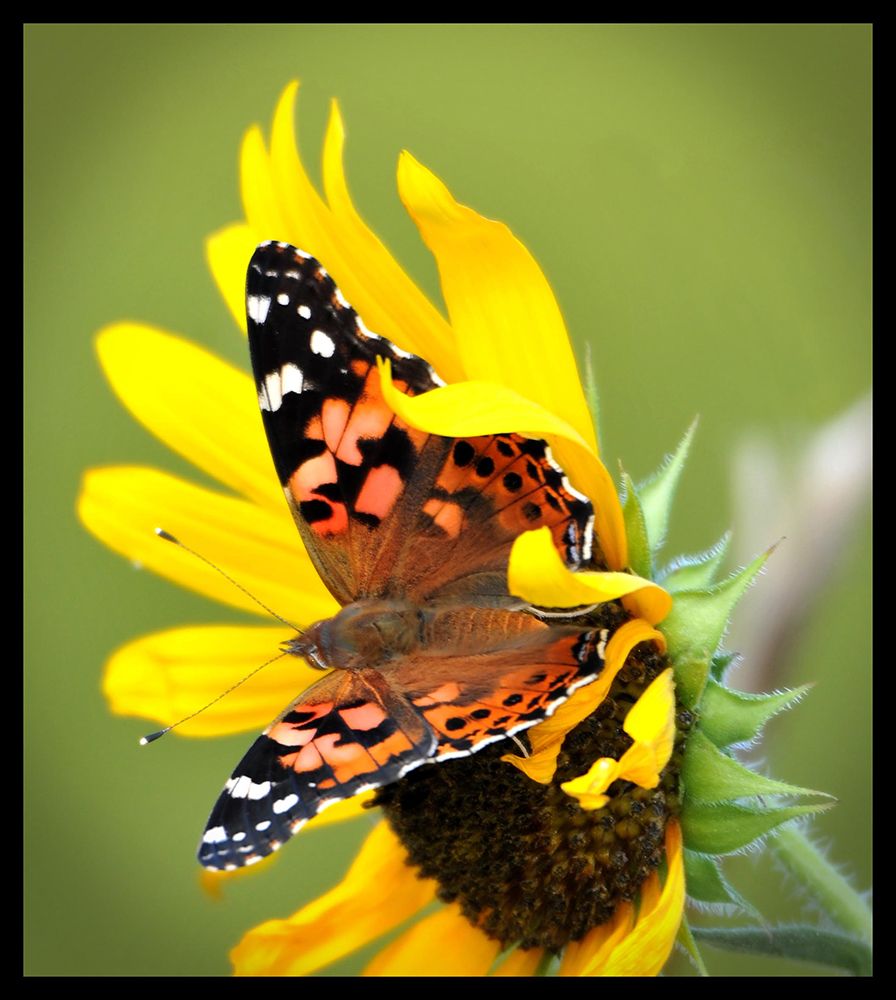 Butterfly And Sunflower I art print by Tammy Putman for $57.95 CAD