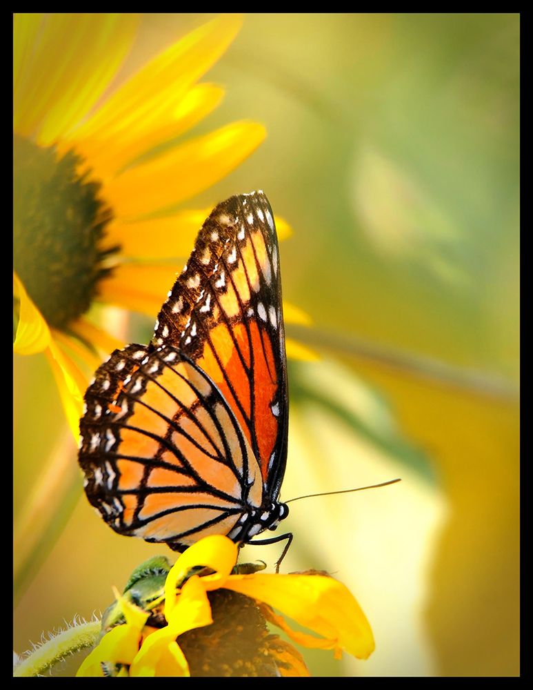Butterfly And Sunflower II art print by Tammy Putman for $57.95 CAD