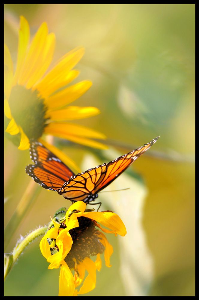 Butterfly And Sunflower III art print by Tammy Putman for $57.95 CAD