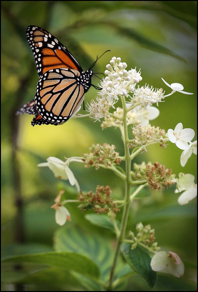 Butterfly And Blooms art print by Tammy Putman for $57.95 CAD