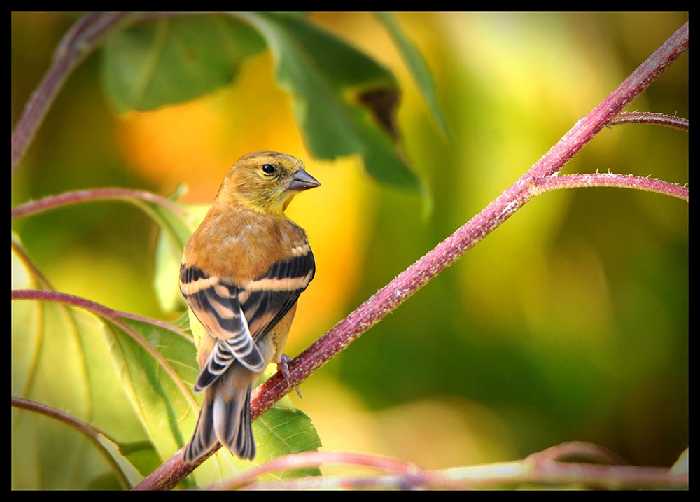 Yellow Throated Vireo art print by Tammy Putman for $57.95 CAD