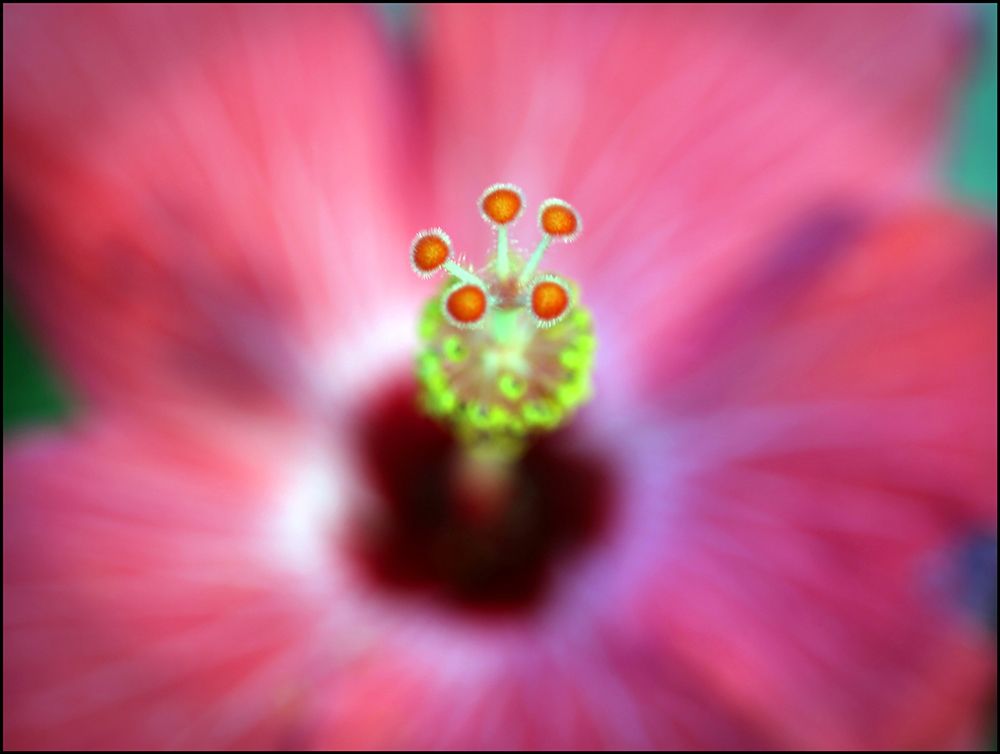 Hibiscus Center art print by Tammy Putman for $57.95 CAD