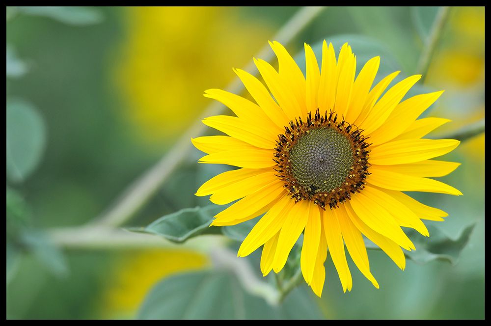 Sunflower art print by Tammy Putman for $57.95 CAD